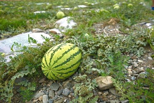 吃瓜多种视频 第1张 吃瓜多种视频 第1张